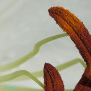 Macro