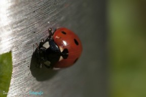 Lieveheersbeestje - ladybug