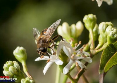 Bee