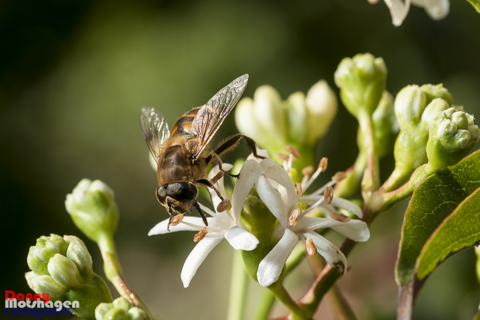 Bee